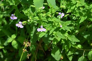 2025-07199743 Tower Hill Botanic Garden, MA